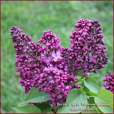 Сирень обыкновенная Джавахарлал Неру/Syringa vulgaris Dzhavakharlal Neru 80-100 С6