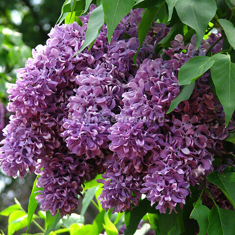 Сирень обыкновенная Капитан Гастелло/Syringa vulgaris Kapitan Gastello 80-100 С6
