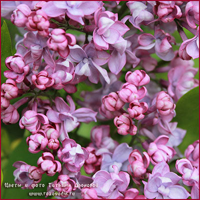 Сирень обыкновенная Комсомолка/Syringa vulgaris Komsomolka 80-100 С6