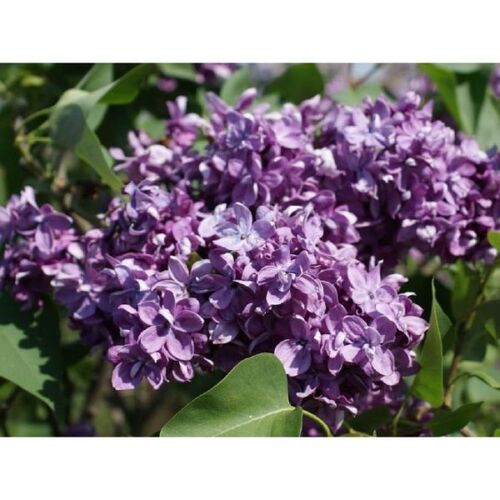 Сирень обыкновенная Космонавт/Syringa vulgaris Kosmonavt 80-100 С6