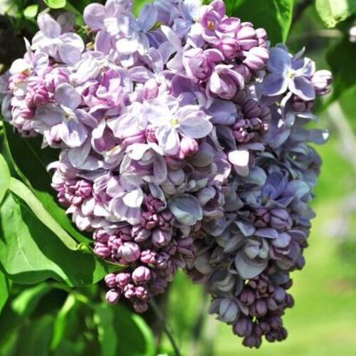 Сирень обыкновенная Маршал Ланн/Syringa vulgaris Marschall Lannes 80-100 С6