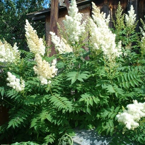Рябинник рябинолистный/Sorbaria sorbifolia C3