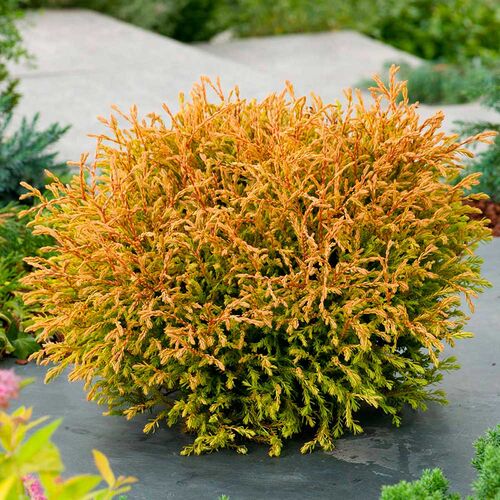 Туя западная Голден Таффет/Thuja occidentalis Golden Tuffet 30-40 С7,5