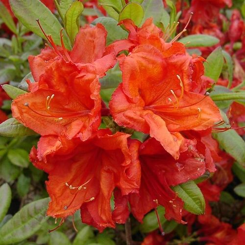 Рододендрон листопадный Фейерверк/Rhododendron luteum Feuerwerk С10