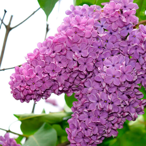 Сирень обыкновенная Внучка Леночка/Syringa vulgaris Vnuchka Lenochka 100-120 С6