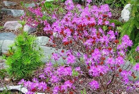 Рододендрон канадский/Rhododendron canadense С3