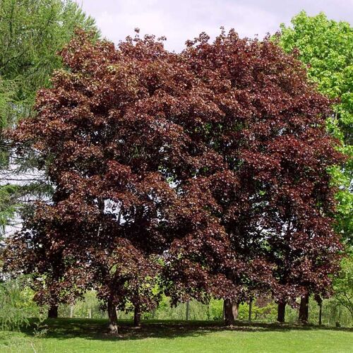 Клен остролистный Фассенс Блэк/Acer platanoides Fassens Black 300-350/10-12 С37