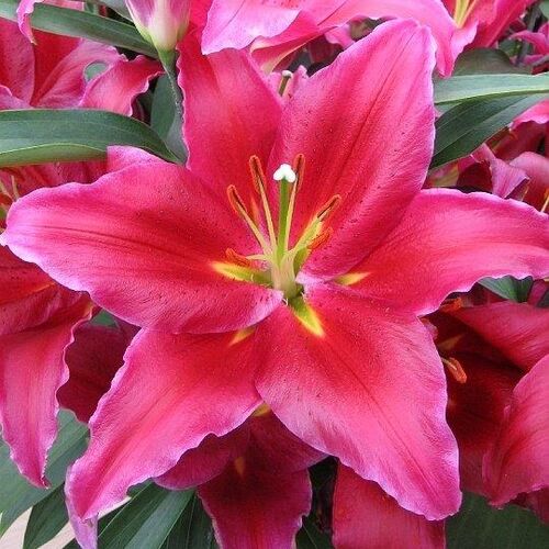 Лилия Баккарди/Lilium Baccardi P2