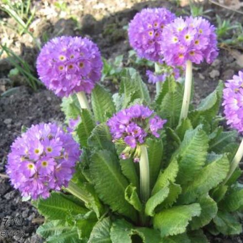 Примула мелкозубчатая Сиреневая/Primula denticulata Lilac С1