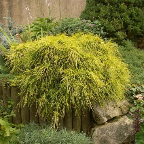 Кипарисовик горохоплодный Санголд/Chamaecyparis pisifera Sungold 30-40 C5