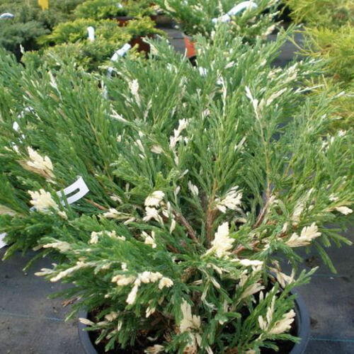 Можжевельник горизонтальный Андорра Вариегата/Juniperus horizontalis Andorra Variegata 60-80 С26