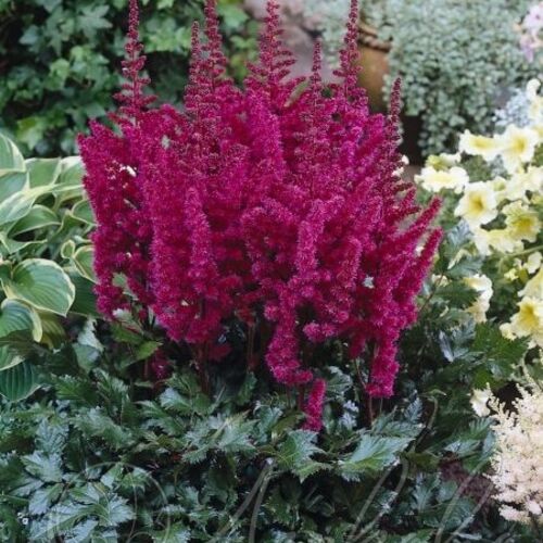 Астильба китайская Вижнс ин Ред /Astilbe chinensis Visions in Red P1,5