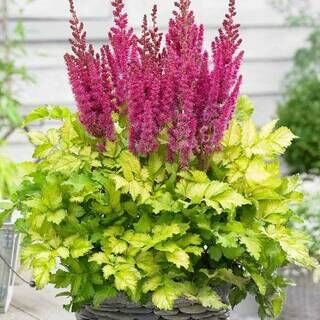 Астильба гибридная Ю энд Ми Олвейз/Astilbe Hybrid You And Me Always Р1,5
