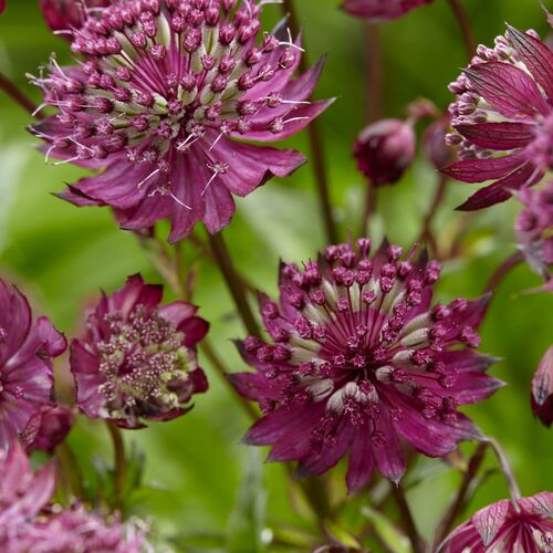 Астранция крупная Спарклинг Старс Ред/Astrantia major Sparkling Stars Red  Р1,5