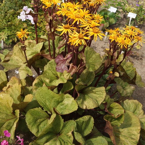 Бузульник гибридный Гарден Конфетти/Ligularia hybridum Гарден Конфетти Р1,5