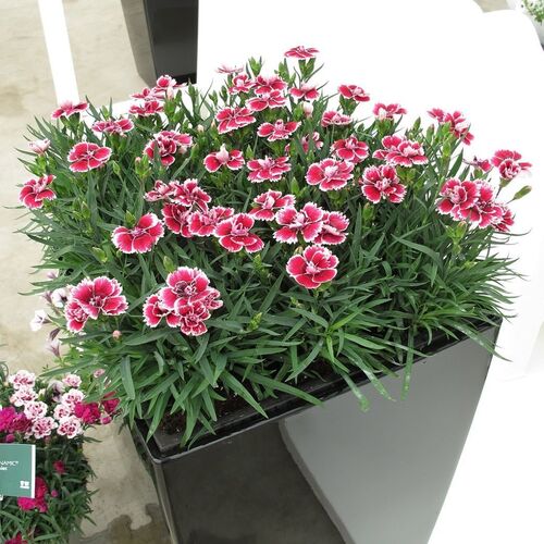 Гвоздика перистая Динамик Ред энд Уайт/Dianthus plumarius Dinamic Red and White P1