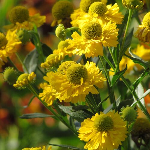 Гелениум гибридный Дабл Трабл/Helenium hybride Double Trouble Р1,5