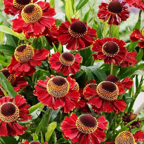 Гелениум гибридный Руби Тьюздей/Helenium hybride Ruby Tuesday Р1,5