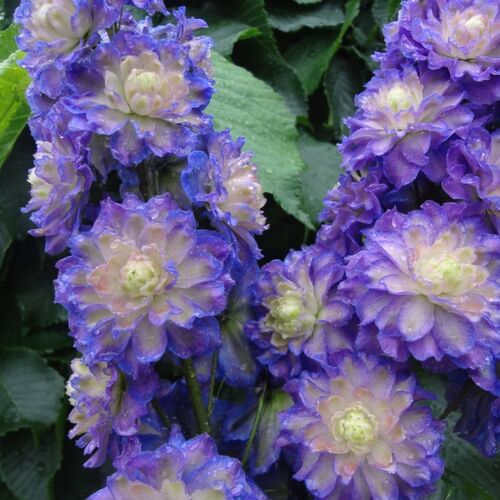 Дельфиниум гибридный Болеро/Delphinium hybrid Bolero Р1,5