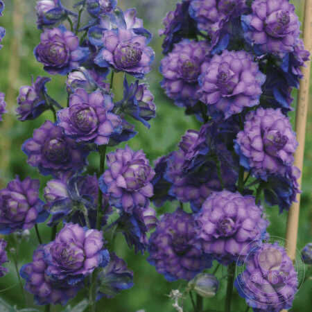 Дельфиниум гибридный Свит Сенсейшн/Delphinium hybrid Sweet Sensation Р1,5