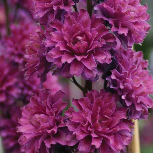 Дельфиниум высокий Фламенко/Delphinium elatum Flamenco Р1,5