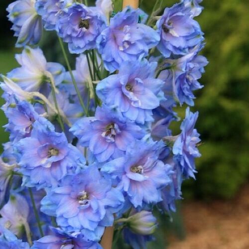 Дельфиниум высокий Делфиз Блю Пауэр/Delphinium elatum Delphi's Blue Power Р1,5