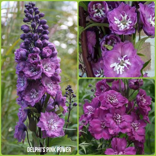 Дельфиниум высокий Делфиз Пинк Пауэр/Delphinium elatum Delphi's Pink Power Р1,5