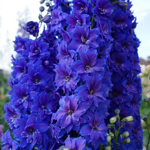 Дельфиниум высокий Делфиз Оланд Глори/Delphinium elatum Delphi's Hollands Glorie Р1,5