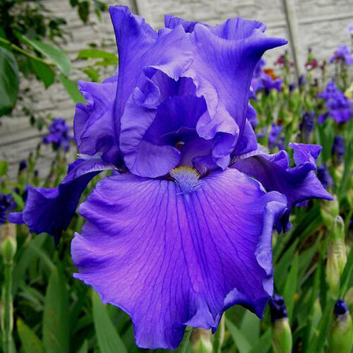 Ирис бородатый (германский) Брейкерс/Iris Germanica Breakers Р1,5