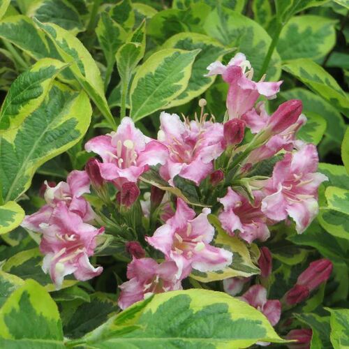 Вейгела цветущая Костериана Вариегата/Weigela florida Kosteriana Variegata 80-100 С5