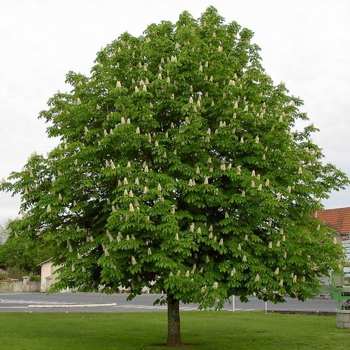 Каштан конский обыкновенный/Aesculus hippocastanum 30-40 С5