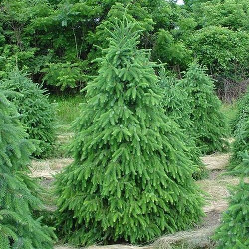 Ель сербская Элеганс/Picea omorica Elegans 100-120 С10