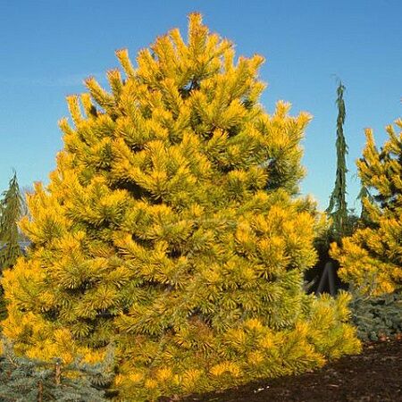 Сосна обыкновенная Винтерголд/Pinus sylvestris Wintergold 100-120 С10