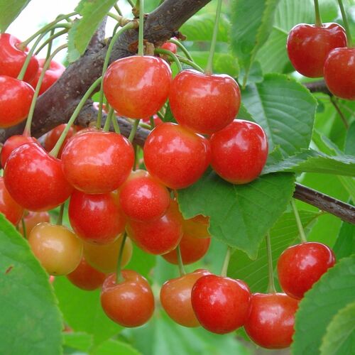 Черешня Брянская розовая С4
