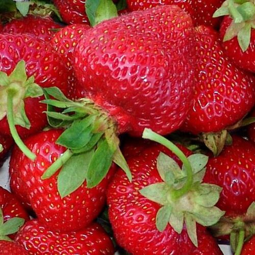 Земляника садовая Зенга Зенгана Р9