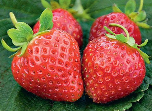 Земляника садовая Свит Эви Р9