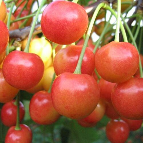 Черешня Брянская розовая (Крупномер)
