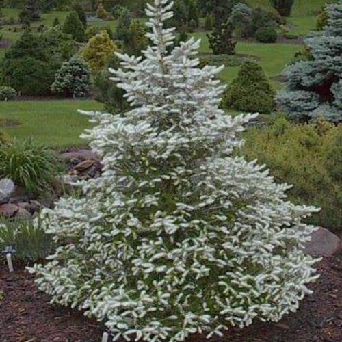 Пихта корейская Силберлок/Abies koreana Silberlocke 60-80 C25