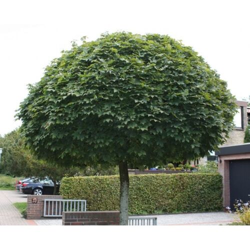 Клен остролистный Глобозум/Acer platanoides Globosum С37,5 Ра220/12-14