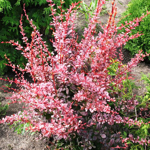 Барбарис Тунберга Арлекин/Berberis thunbergii Harlequin 10-15 C3