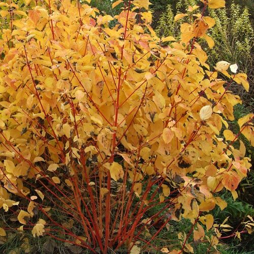 Дерен кроваво-красный Мэджик Флэйм/Cornus sanguinea Magic Flame 40-60 C2