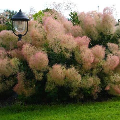Скумпия кожевенная Янг Лэди/Cotinus coggygria Young Lady 40-60 C2