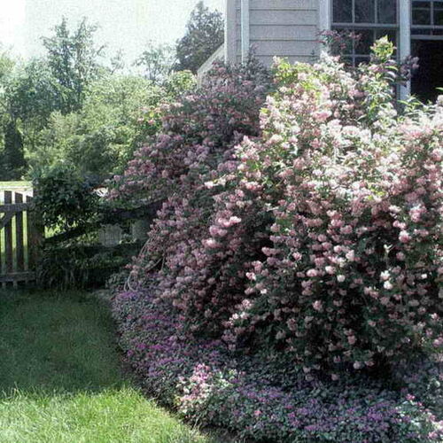 Дейция шершавая Розеа Плена/Deutzia scabra Rosea Plena 40-50 С2