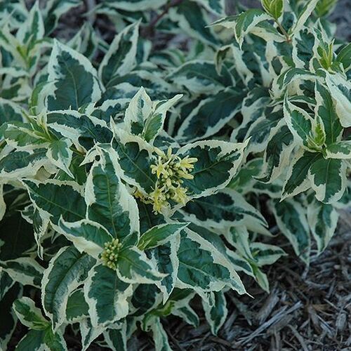 Диервилла сидячелистная Кул Сплеш/Diervilla sessilifolia Cool Splash 30-40 С3