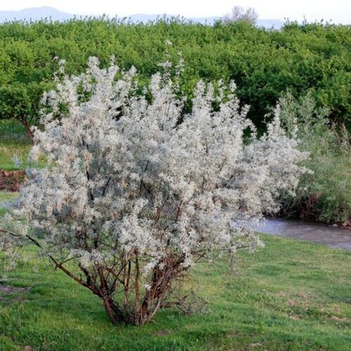Лох узколистный/Elaeagnus angustifolia 100-120 С7,5