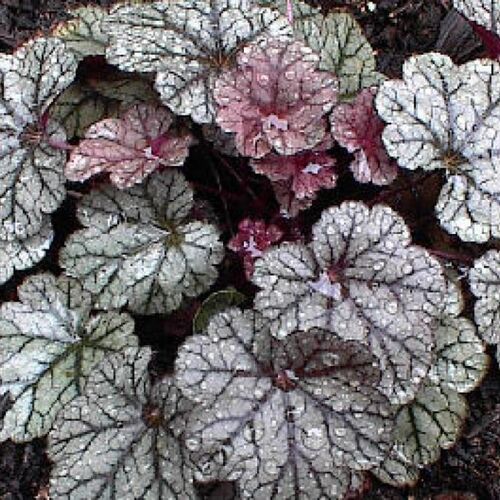 Гейхера гибридная Сильвер Скроллс/Heuchera hybrid Silver Scrolls Р1,5