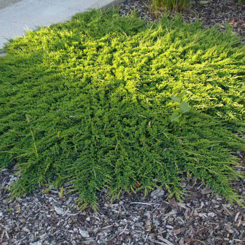 Можжевельник горизонтальный Принц оф Уэльс/Juniperus horizontalis Prince of Wales C5