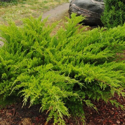 Можжевельник средний Минт Джулеп/Juniperus media Mint Julep 30-40 С5 (Р)