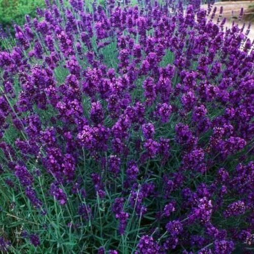 Лаванда узколистная Хидкот Блю/Lavandula angustifolia Hidcote Blue Р1,5