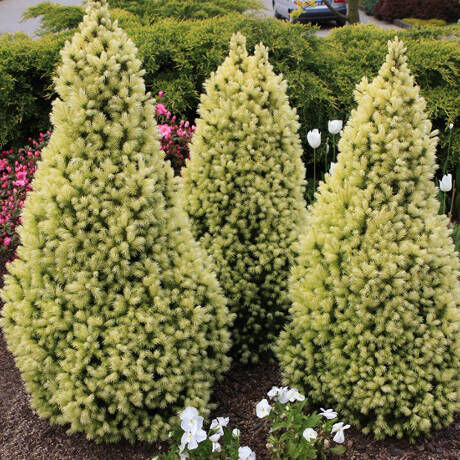Ель сизая Дэйзи Уайт/Picea glauca Daisy's White 20-30 С3